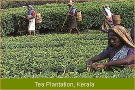 Tea Plantation - Kerala, South India Tour, Kerala  Travel & Tours  
