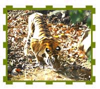 Tigeress Quenching her Thirst, Bandhavgarh National Park 