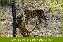 Tiger, Bandhavgarh National Park