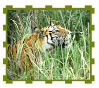 Tiger Catching Scent, Bandhavgarh National Park 