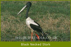 Black Neck , Bharatpur Bird Sanctuary