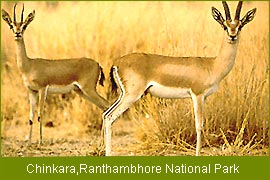 Chinkara, Rathambore National Park, Western India Wildlife Tours