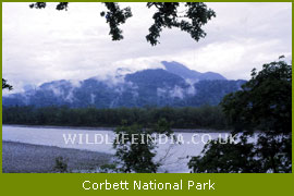 Corbett National Park, Uttranchal