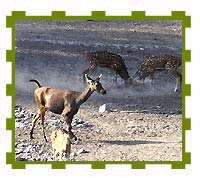 Male Stags Fighting for Dominancy, Bandhavgarh National Park
