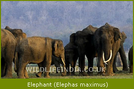 Elephant in Periyar Wildlife Sanctuary