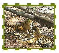 Tigeress with 3 Cubs Resting in Shade, Bandhavgarh National Park