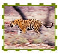 Tiger in Motion, Bandhavgarh National Park 