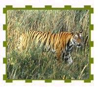 Tigeress Stalking, Bandhavgarh National Park 