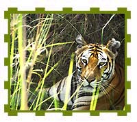Tigeress Sitting in Meadow, Bandhavgarh National Park 