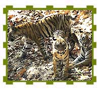 Another File Picture of the Family, Bandhavgarh National Park