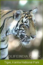 Tiger - Kanha National Park, Tiger Tour Packages, Wildlife Tour India, Indian Wildlife Safari, Tiger Safari India 