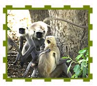 Female Langoors with Small Baby, Bandhavgarh National Park 