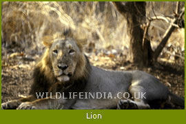 Asiatic Lion, Gir Wildlife Sanctuary and National Park