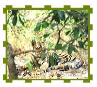 Male Cub Resting in Shade, Kanha National Park 