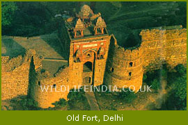 Old Fort, Delhi Tours and Travel