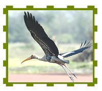 Painted Stork, Keoladeo National Park 