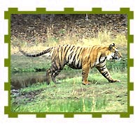 Dominant Tiger Checking his Territory, Bandhavgarh National Park 