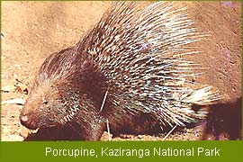 Porcupine - Kaziranga National Park, Wildlife Tour Packages, Indian Wildlife Tour 
