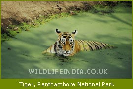 Tiger, Ranthambore National Park