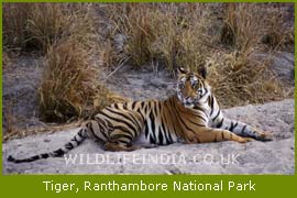 Tiger,Ranthambore National Park