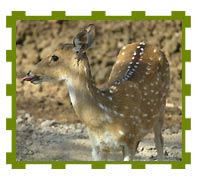 Female Spotted Deer, Keoladeo National Park 