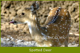 Spotted Deer, Bandipur