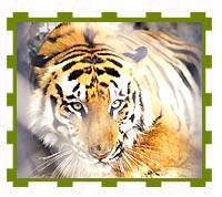 Sunderban Tiger in Captivity