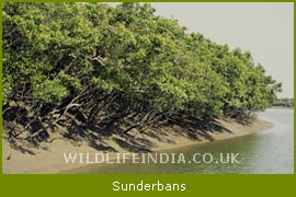 Sunderbans