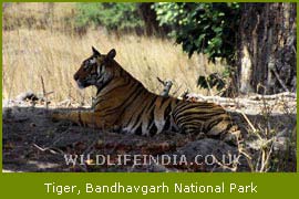 Tiger, Bandhavgarh National Park