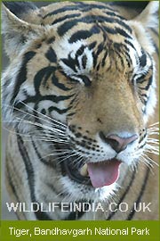 Tiger Tour Packages, Wildlife Tour India, Indian Wildlife Safari, Tiger Safari India 
