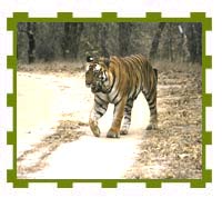 Dominant Tiger, Bandhavgarh National Park 
