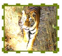 View from Elephant Back, Kanha National Park 