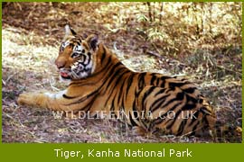 Tiger, Kanha National Park