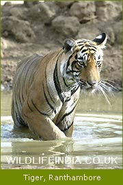 Tiger - Kanha National Park, Wildlife India Tour, Tigerland Safari  Tour, Indian Tiger Safari   