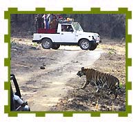 Tiger Photogarphic Safari, Bandhavgarh National Park  