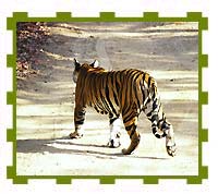 Female Cub, Bandhavgarh National Park