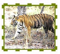 Tiger, Bandhavgarh National Park 
