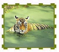 Tigeress in Water Hole, Ranthambore National Park