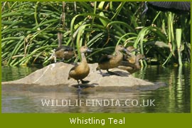 Wgistling Teal