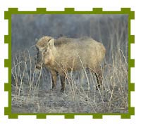 Wild Boar, Ranthambore National Park  