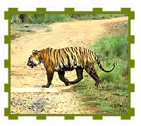 Another File Picture of Dominant Tiger, Bandhavgarh National Park