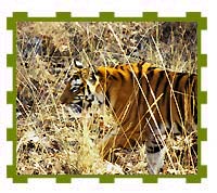 Tiger, Ranthambore  National Park