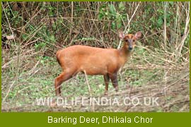 Barking Deer, Dhikala Chor