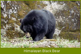 The Himalayan Black Bear