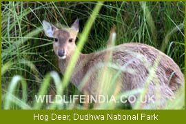 Hog Deer, Dudhwa National Park