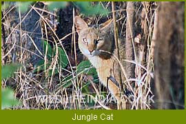 The Jungle Cat