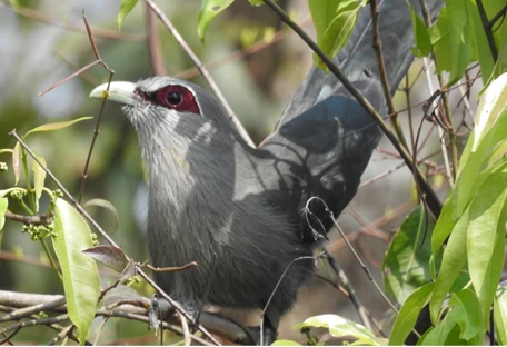 Birds in the forests of India