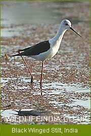 Black Winged Stilt, India   