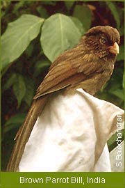 Brown Parrot Bill, India  