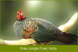Indian Wildlife Species,Wildlife Species India,India Wildlife Species,Wildlife  Species in India,India Wildlife Species Info